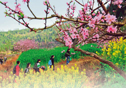 西充县旅游局2014年桃花节折页广告设计