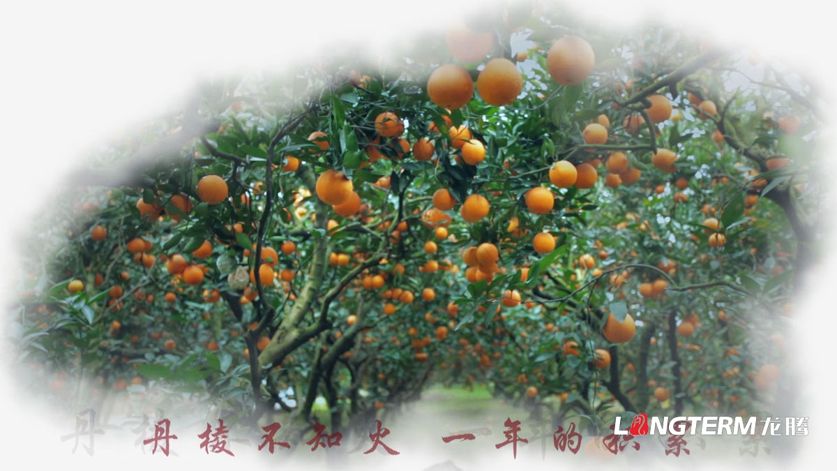 丹棱县不知火品牌营销策划公司|眉山市水果桔橙种植基地丑柑爱媛春见清见耙耙柑大雅柑品牌推广活动执行公司 丹棱县不知火品牌营销策划公司|眉山市水果桔橙种植基地丑柑爱媛春见清见耙耙柑大雅柑品牌推广活动执行公司